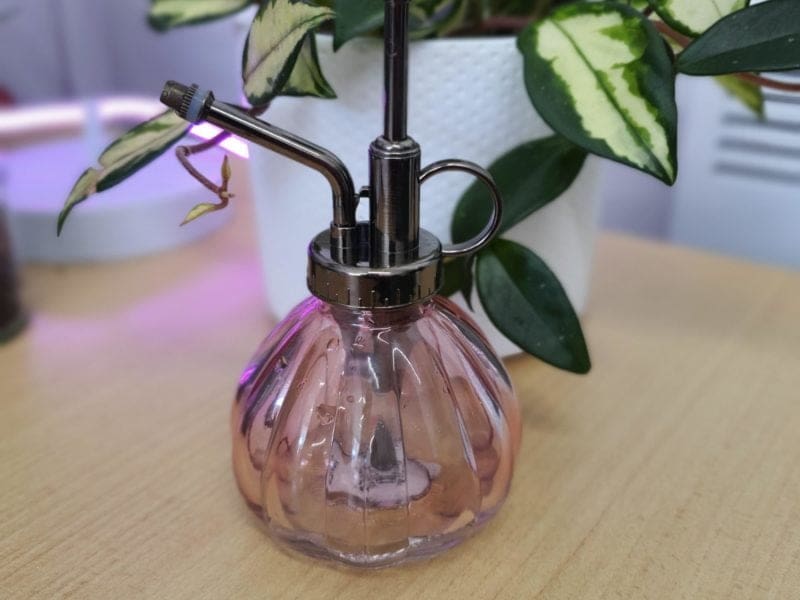 Pink glass plant mister on a desk in front of a leafy plant in a white pot