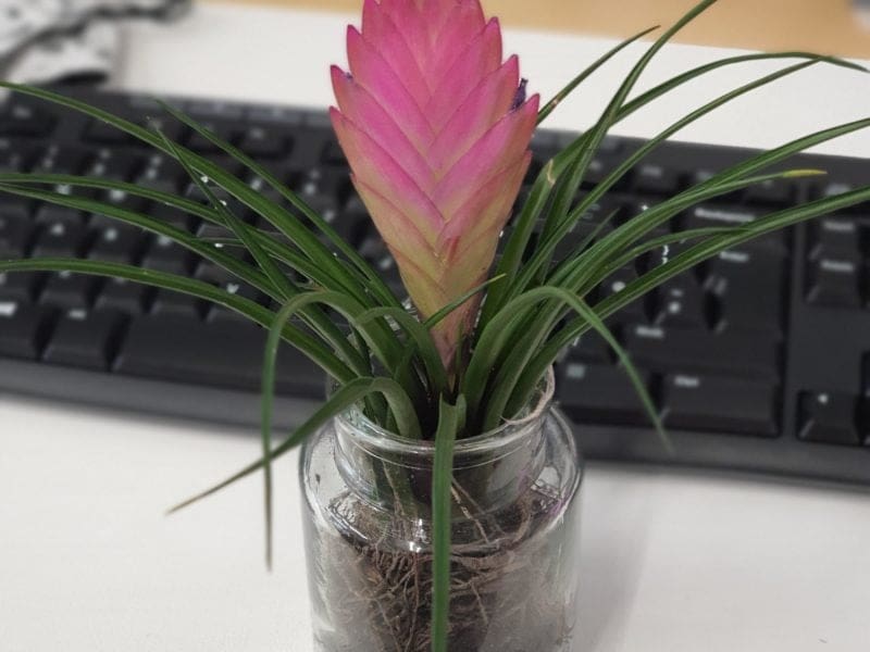 Tillandsia air plant with a pink bloom in a small glass pot in front of a keyboard