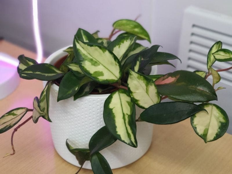 Hoya plant with variegated green and cream leaves in a white pot